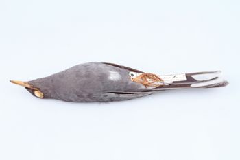 Media type: image;   Ornithology 68168 Description: Photograph of specimen: Ventral.;